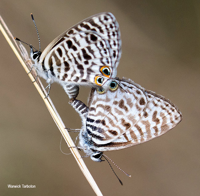 Leptotes pirithous pirithous